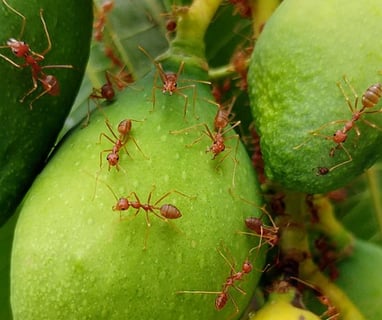 Red fire ants