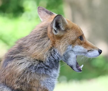 Thanks to friend Claire Martin for this wonderful image of a fox