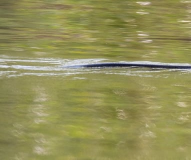 Grass snake swimming.