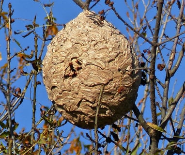 Hornets' nest