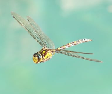 Dragonfly