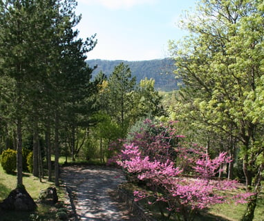 The Judas tree blossom