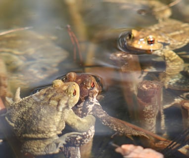 Mating toads in past years