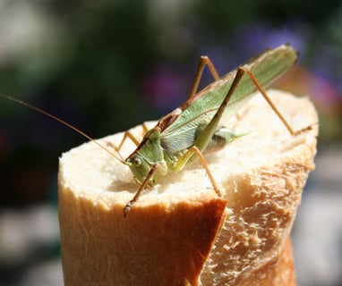 The chirruping cricket