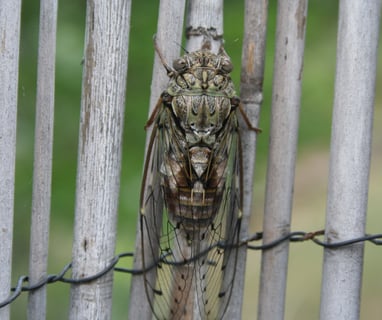 Pausing as its wings inflate with fluid.