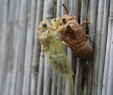 An emerging cicada