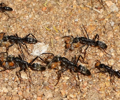 Matabele ants raiding a termite nest. Photo Judy Gallagher