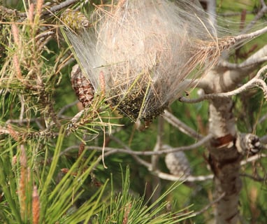 A nest of processionary pine moth caterpillars