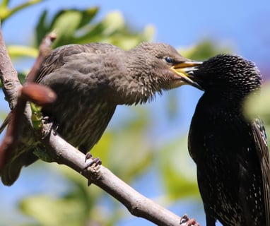 Young starling being fed(thanks Claire!)