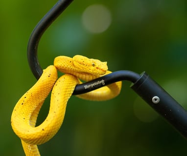 How To Safely Handle Snakes with a Snake Hook | Manufacturer ...