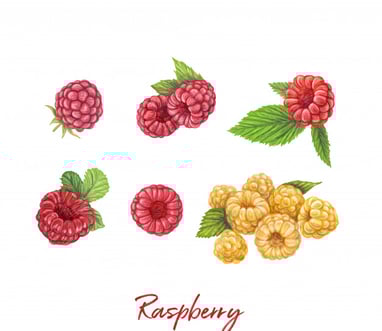 watercolor raspberry still life drawing