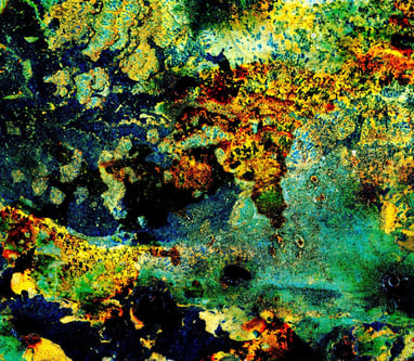 AWC # 295 “Aquatic Series”