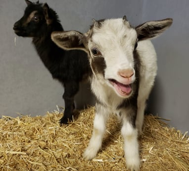 Baby goats