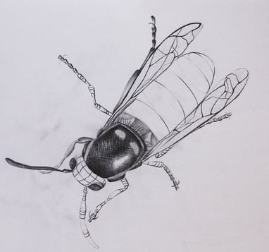 Fly sketch