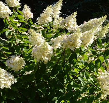 Hydrangea paniculata 'Chantilly Lace'