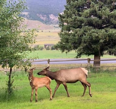 Elk calving in June