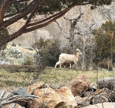 Big Horn Sheep on the mountain in the back yard