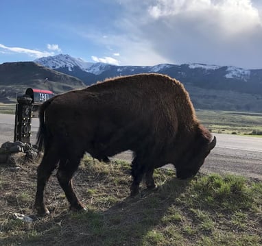 Bison at the entrance to Little Trail Creek Cabins
