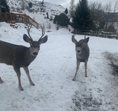Deer in the front yard