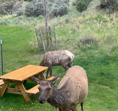 Elk grazing at the picnic table