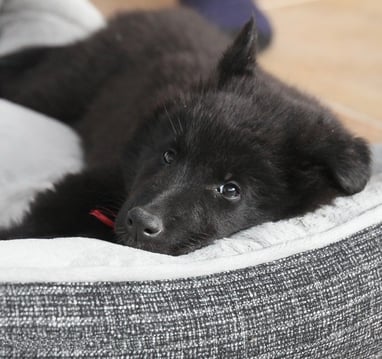 Hora de dormir do seu pet