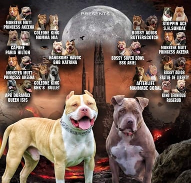 XL PITBULLS, XL AMERICAN BULLIES, TITANIUM KILO KENNELS