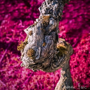 Cep de Vigne série Paréidolie Viticole Clone Clownesque ©Eléonore Parc