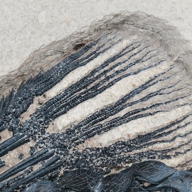 Fossilized remains of the pectoral fin of an Eocene age gar fish Atractosteus simplex species