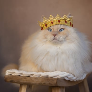 a ragdoll cat with a crown on top of a wooden chair