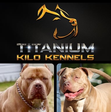 XL AMERICAN BULLIES