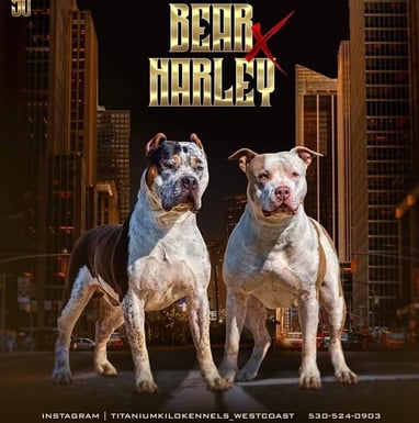 XL PITBULLS, XL AMERICAN BULLIES, TITANIUM KILO KENNELS