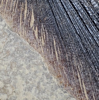 An up-close look at the fossilized remains of a fish tail fin