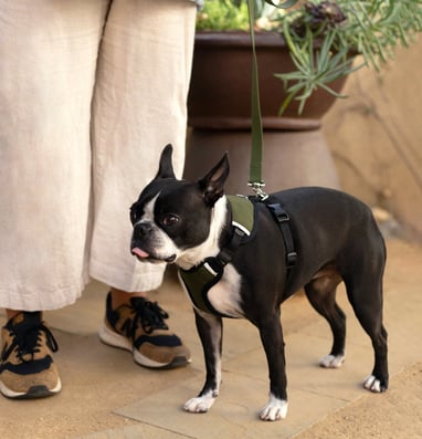 Dog Harness Product Photography California