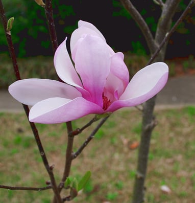 Jane magnolia
