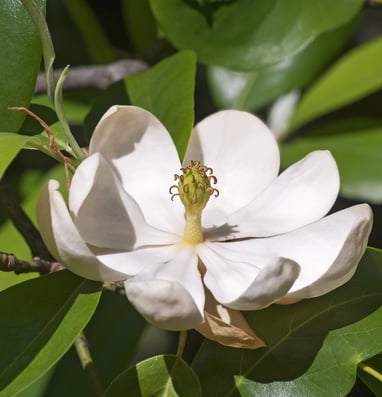 Sweetbay magnolia