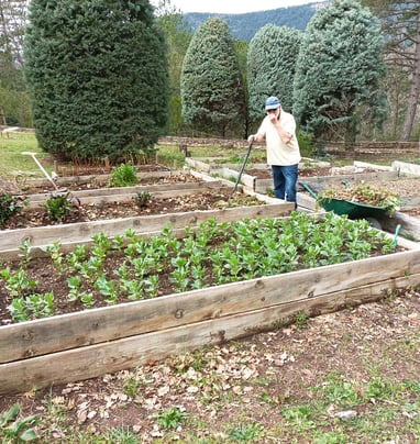 Rows of broad beans  