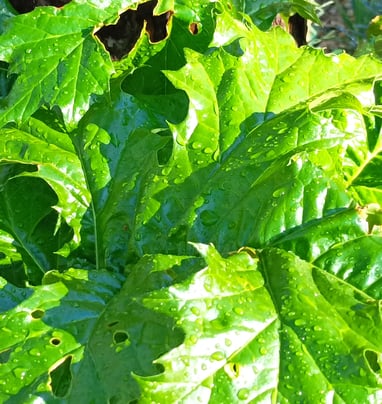 The broad acanthus leaves