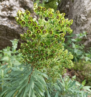 Euphorbia