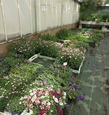 A tempting array of flowering plants