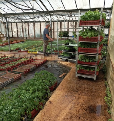 M. Gros watering his seedlings.