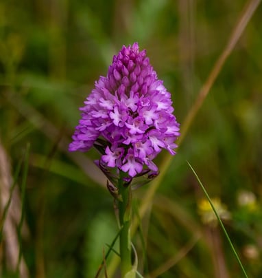 pyramidal orchid