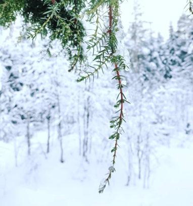 luontoyhteys, ratkaisukeskeinen, terapeuttinen keskustelutuki, ammatillinen keskustelutuki,