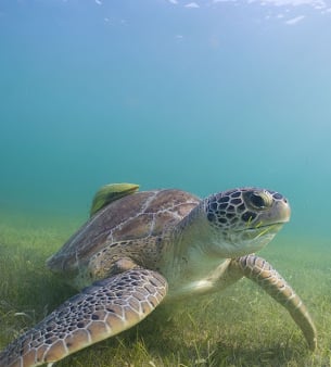 Akumal Scuba Diving zone