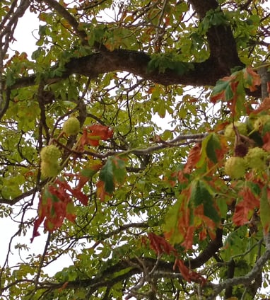 Fresh new spiky horse chestnuts