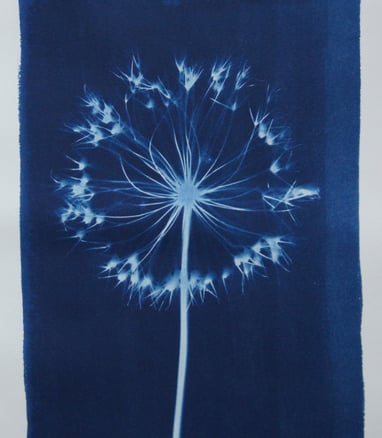 Allium cyanotype