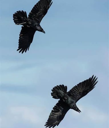 A pair of ravens in flight