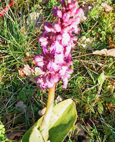 Look carefully for the precious raindrop in this wild orchid.