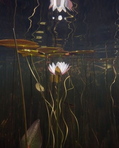 lotus