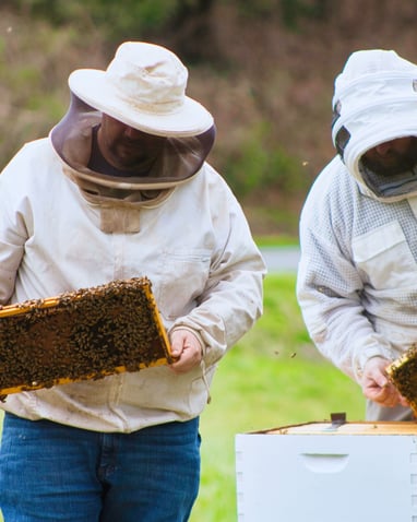 Beekeeping  N.C. Cooperative Extension