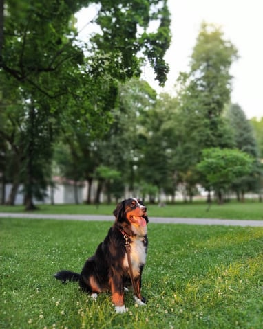 Berno zenenhundė Luna dresūroje